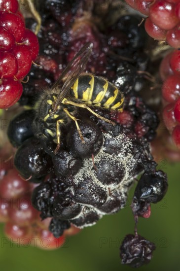 Common wasp (Vespula vulgaris) feeding on ripe berries of blackberry bush (Rubus cultivar) in