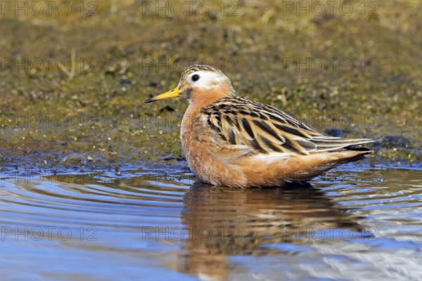 Red phalarope, grey phalarope (Phalaropus fulicarius) male in breeding plumage resting in pond on
