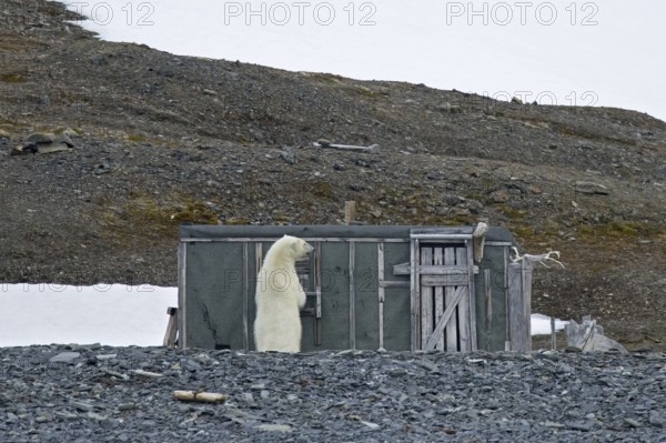 Curious polar bear (Ursus maritimus) examining old abandoned fur trapper cabin along the Svalbard