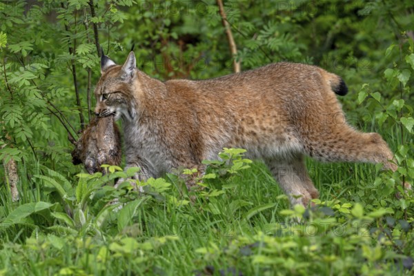 Hunting Eurasian lynx (Lynx lynx) walking with killed muskrat (Ondatra zibethicus) prey in its