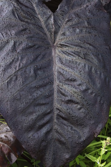 Close-up of dark purple Colocasia esculenta, Elephant Ear's or Taro leaf with raindrops in summer,