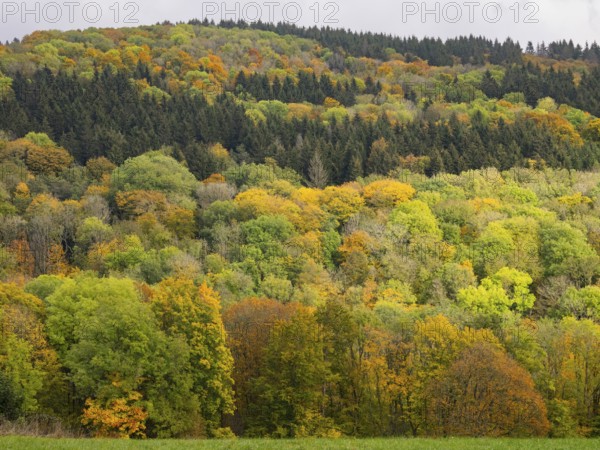 View of mixed woodland in autumn colour, in the Rhön UNESCO Biosphere nature reserve, county
