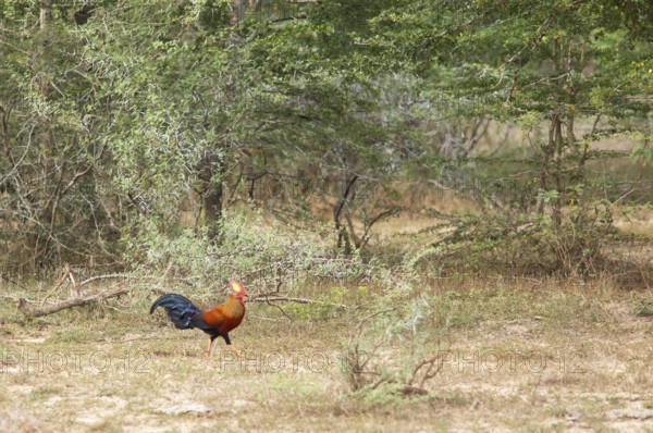Ceylon Partridge (Gallus lafayettii), national bird of Sri Lanka, in Yala Natioal Park, Southern