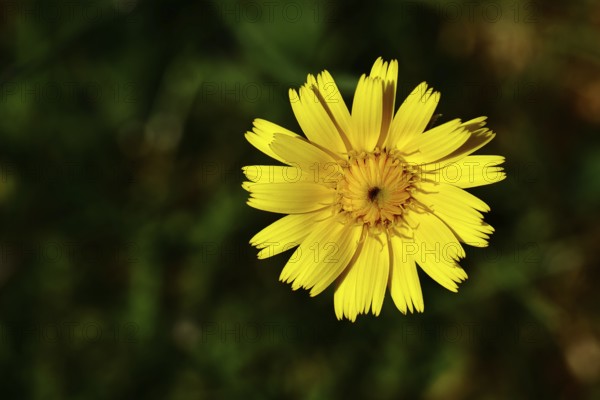 Mouse-ear hawkweed, also known as Lesser mouse-eared hawkweed or long-haired hawkweed (Hieracium