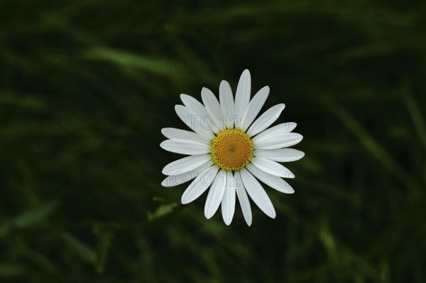 Meadow daisy (Leucanthemum vulgare), also known as meadow daisy, flowering in a meadow, Wilnsdorf,