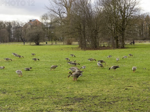 Greylag geese (Anser anser) in the English Garden, Munich, Bavaria, Germany, Europe