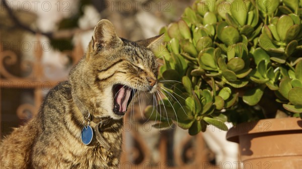 Tabby cat with blue collar yawning next to a terracotta pot, cat, Pyles, west coast, mountain