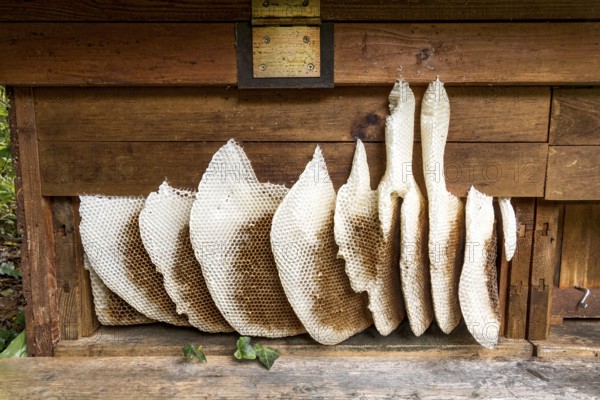 Honeycomb abandoned by colony, honeycomb, wild natural burrow on outside of hive, light-coloured