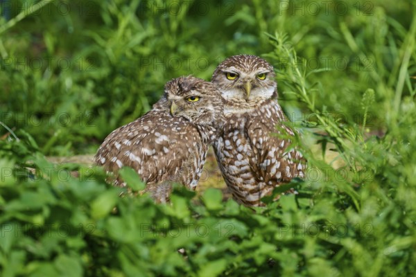 Two burrowing owls (Speotyto cunicularia) sitting together in the meadow, Pembroke Pines, Florida,