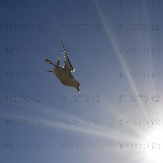 A seagull flies acrobatically through the blue sky, illuminated by the sun's rays, Cliffs of Moher