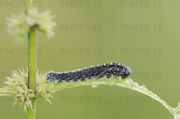 Leaf wasp (Tenthredo marginella), larva, North Rhine-Westphalia, Germany, Europe