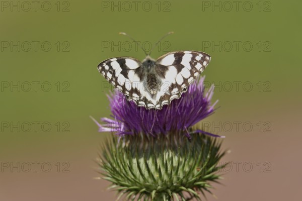 Marbled white (Melanargia galathea), July, Saxony-Anhalt, Germany, Europe