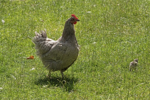 Chicken with chicks, Eime, Leinebergland, Lower Saxony, Germany, Europe