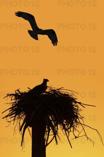 Western osprey (Pandion haliaetus) in the nest at sunset, Everglades National Park, Florida, USA,