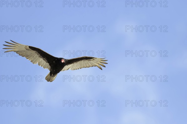 Turkey vulture (Cathartes aura), flying, Everglades National Park, Florida, USA, North America