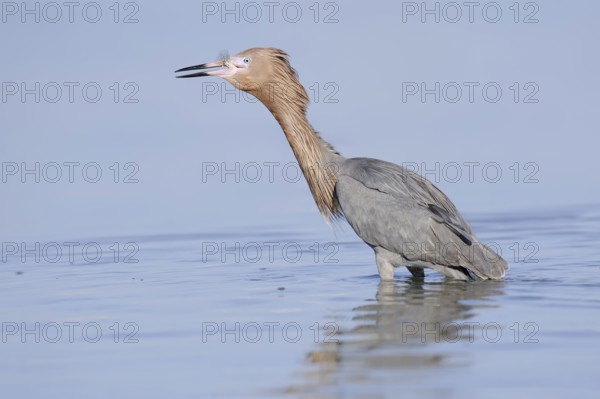 Blue-footed Heron or Reddish Egret (Dichromanassa rufescens, Egretta rufescens) with preyed fish,