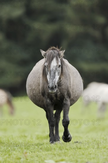 Dülmener Wildpferd, pregnant mare, Merfelder Bruch, Dülmen, North Rhine-Westphalia, Germany, Europe