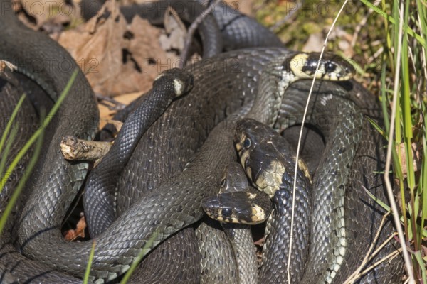 Group of grass snakes sun basking in the spring sun