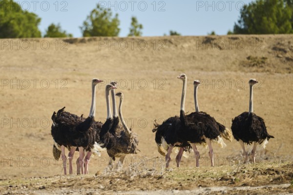 Common ostrich (Struthio camelus) in the dessert, captive, distribution Africa