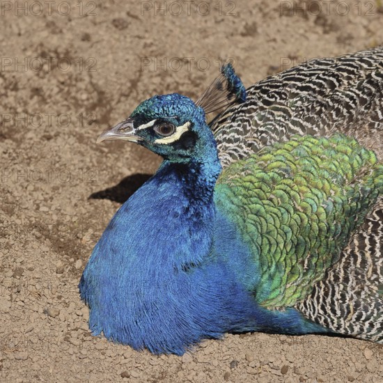 Indian peafowl (Pavo cristatus), portrait, captive, North Rhine-Westphalia, Germany, Europe