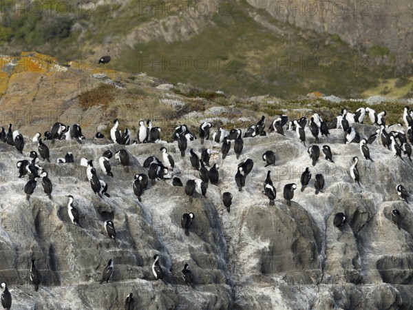 Cormorants (Leucocarbo atriceps) Blue-eyed Cormorant colony on rocks, Patagonia, Chile, South