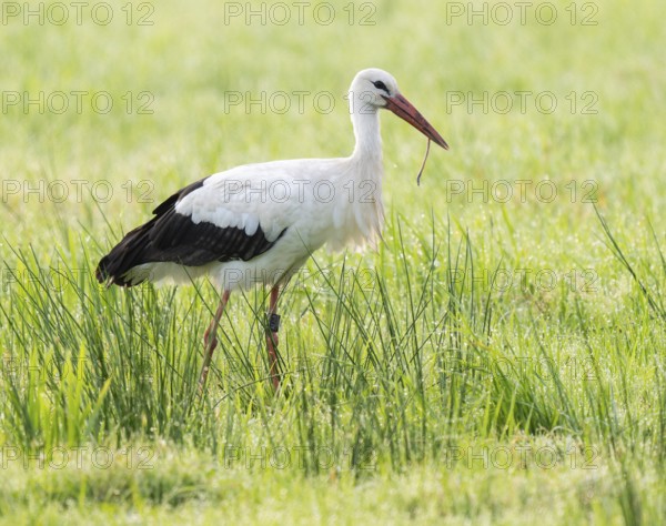 White stork (Ciconia ciconia) foraging in a meadow in the early morning, earthworm in its beak, dew