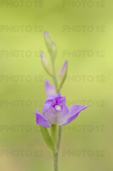Red helleborine (Cephalanthera rubra), flower, Provence, Southern France, France, Europe