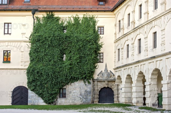 Large-scale common ivy (Hedera helix), portal of the riding ramp at Wülzburg Castle, Renaissance