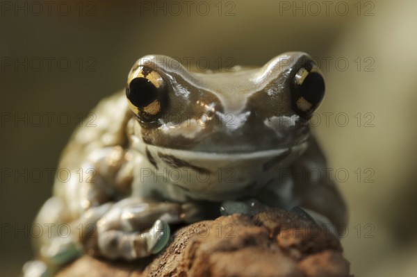 Cave toad frog (Trachycephalus resinifictrix, Phrynohyas resinifictrix), captive, occurrence in