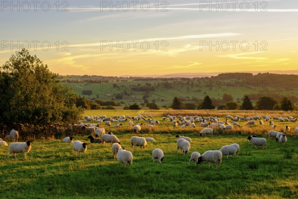 Rhön sheep, flock of sheep, sheep, sunrise, Hochrhön road, UNESCO biosphere reserve, near Hausen,