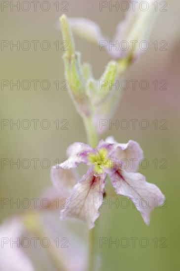Cloudy levkoe (Matthiola fruticulosa), flower, Provence, southern France