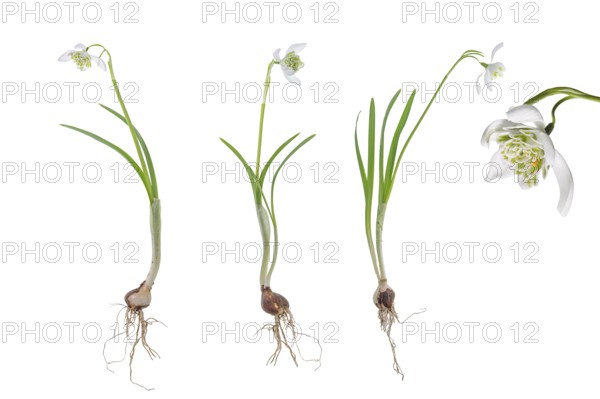 Double snowdrops (Galanthus Nivalis Flore Pleno) on a white background, Bavaria, Germany, Europe