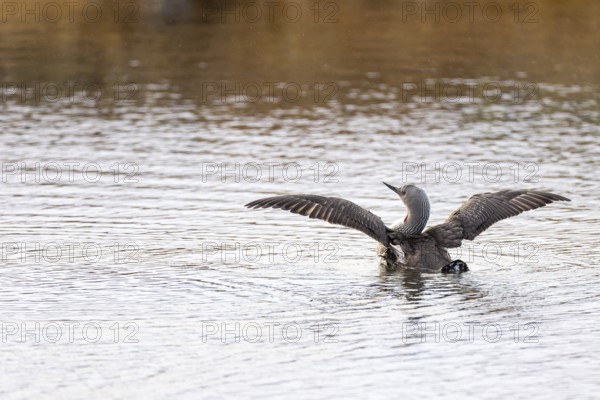 Red-throated diver (Gavia stellata), adult bird with outstretched wings rising from the water,