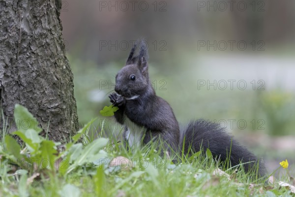 Eurasian red squirrel (Sciurus vulgaris) eating dandelion leaves on the ground, Austria, Upper