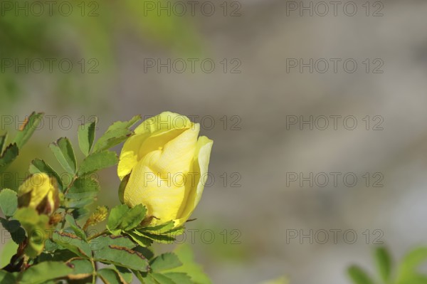A yellow rose in bud (Rosa), Hachenburg, Rhineland-Palatinate, Germany, Europe