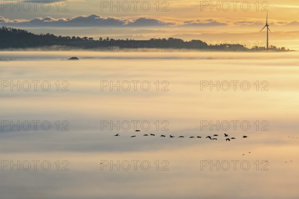 Flying flock of Cranes (Grus grus) above the morning mist at sunrise and a wind turbine at the