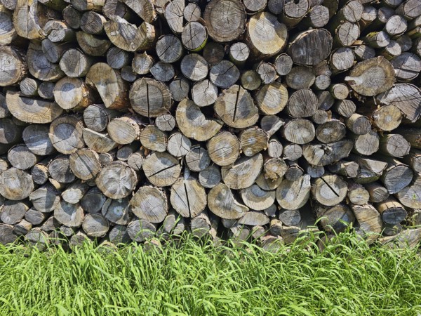 Stacked woodpile with many cut tree trunks and a green meadow in the foreground, Bavaria, Germany,