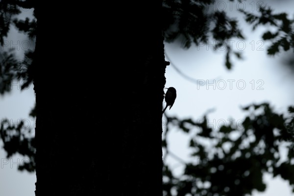 Silhouette of the woodcreeper (Certhia jamiliaris) on a tree trunk, Lower Rhine, North