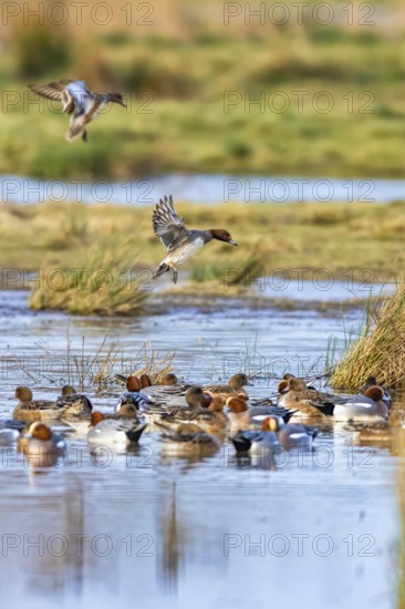 Eurasian Wigeon, Mareca penelope, birds in flight over marshes at winter