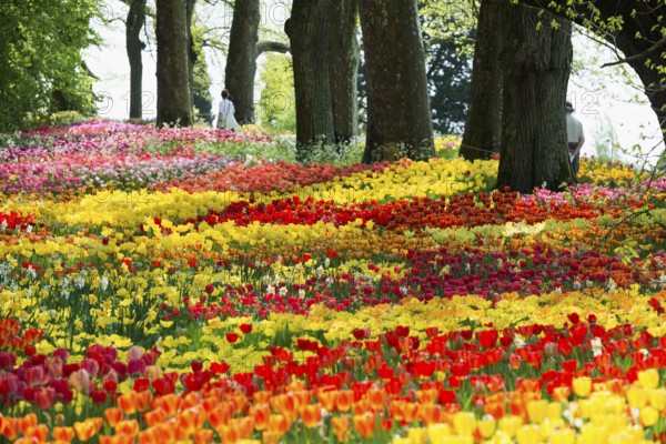 Park and flower meadow with colourful tulips, Mainau Island, Lake Constance, Baden-Württemberg,