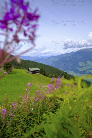 Bärenbadalm, Zillertaler Höhenstraße, Zillertal, Tyrol, Austria, Europe
