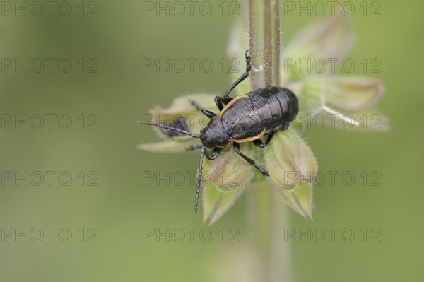 Leaf beetle (Arima marginata), Provence, Southern France
