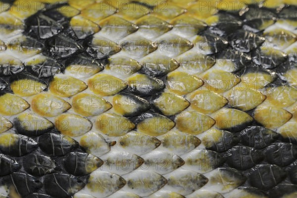 Taiwan beauty snake (Orthriophis taeniurus frisei, Elaphe taeniura frisei), scales, captive,
