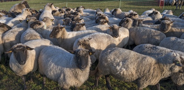 Black-headed domestic sheep (Ovis gmelini aries) penned for loading on the pasture in the early