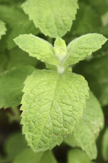 Apple mint (Mentha suaveolens), leaves, herb plant, North Rhine-Westphalia, Germany, Europe