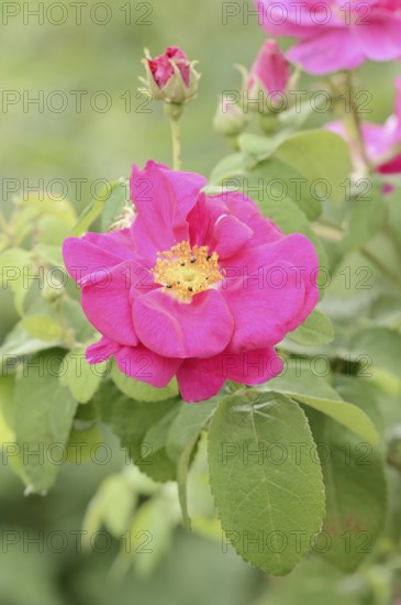 Rosa gallica (Rosa gallica var. officinalis), flower, North Rhine-Westphalia, Germany, Europe