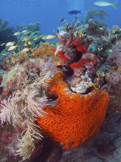 A red fire sponge (Tedania ignis), sea sponge, dominates the picture of a species-rich coral reef,