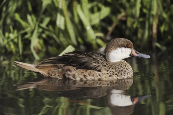 Bahama duck (Anas bahamensis, Paecilonetta bahamensis), captive, occurrence in South America