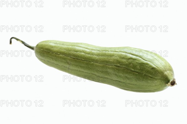 Sponge cucumber or sponge gourd (Luffa aegyptiaca, Luffa cylindrica), fruit on white background