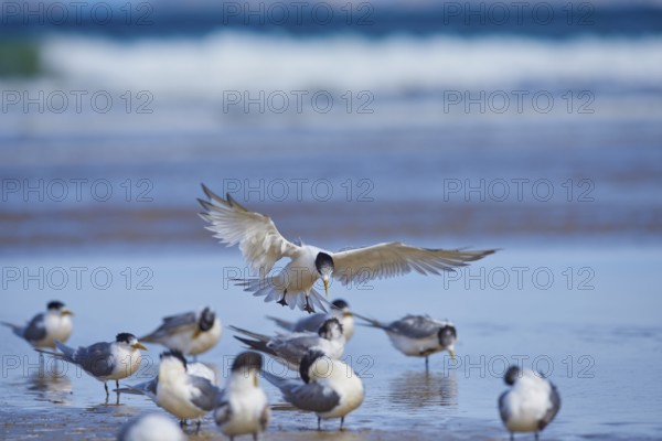 Greater crested tern (Thalasseus bergii) wildlife in Australia